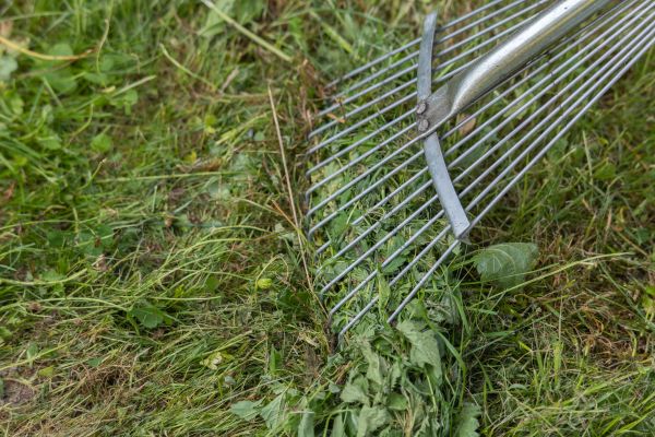 Thatch Raking in Barrington